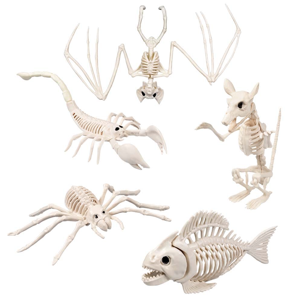 Pc. Animal skeleton 5 ass.