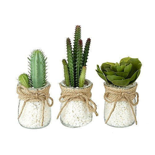 SUCCULENTS IN SMALL CLEAR GLASS JAR MIX