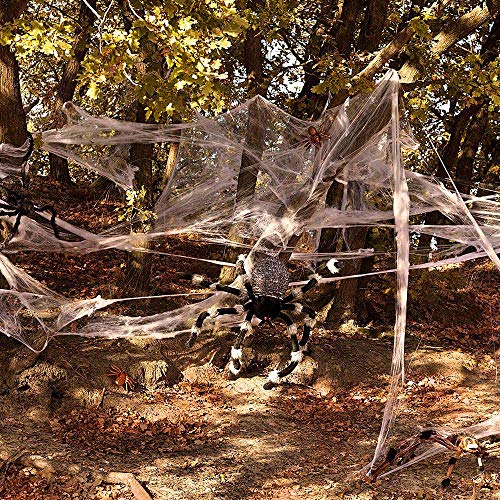 Boland Cobwebs with Spiders